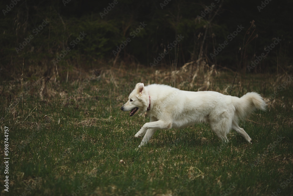 A maremma sheepdog on a small farm in Ontario, Canada. A maremma sheepdog on a small farm in Ontario, Canada.