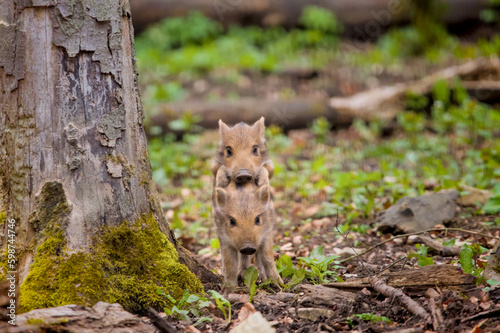 some awesome babies of wild boars playing funny
