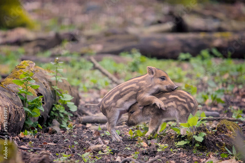 some awesome babies of wild boars playing funny © Brinja