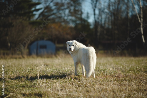 A maremma sheepdog on a small farm in Ontario  Canada.