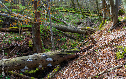 stump in the forest  nature forest