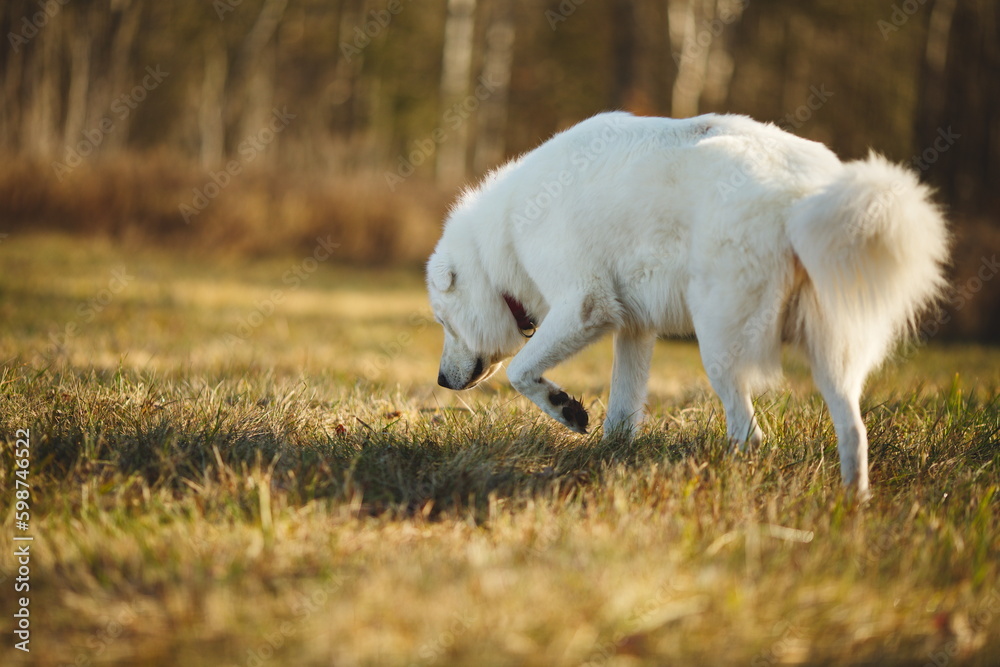 Obraz premium A maremma sheepdog on a small farm in Ontario, Canada.