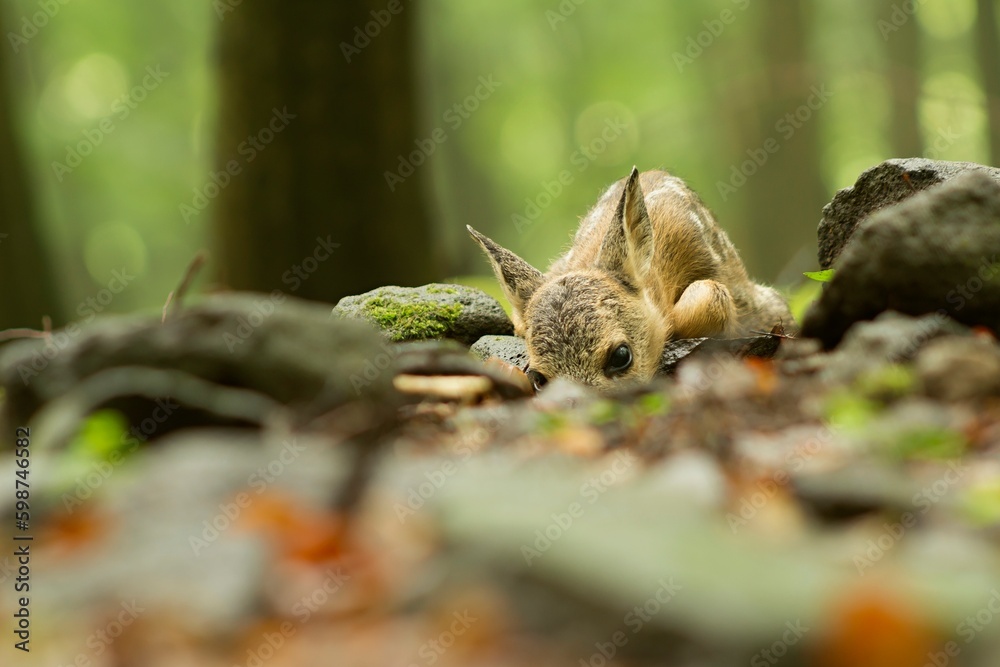 Roe deer fawn (Capreolus capreolus) trying to act invisible on the wet forest floor on a rainy day Roe deer fawn (Capreolus capreolus) trying to act invisible on the wet forest floor on a rainy day