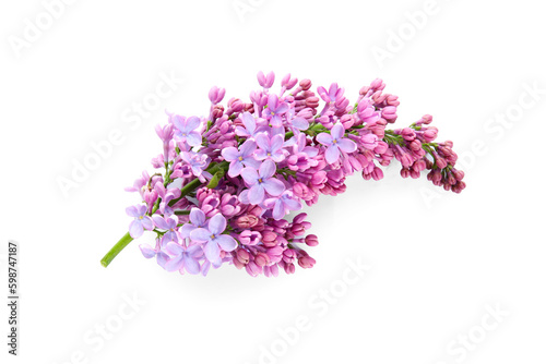 Blooming lilac flowers on white background