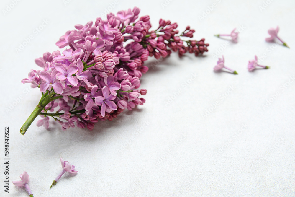 Blooming lilac flowers on white background