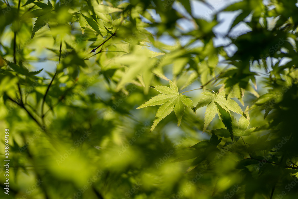 新緑の葉 新緑の葉