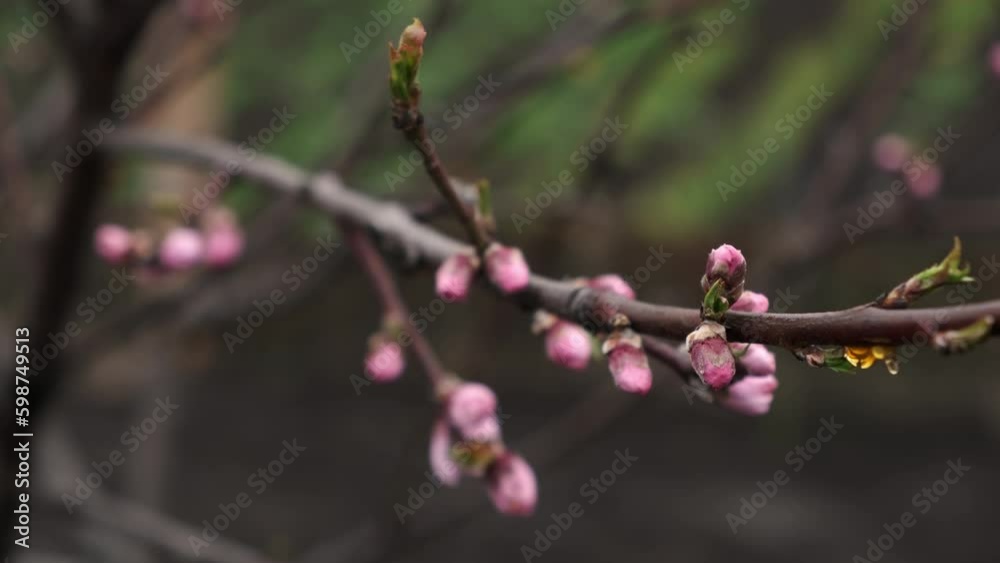 Close up of brunch with pink spring peach blossom swaying in the wind. Bud break of the fruit tree. Macro shot Close up of brunch with pink spring peach blossom swaying in the wind. Bud break of the fruit tree. Macro shot