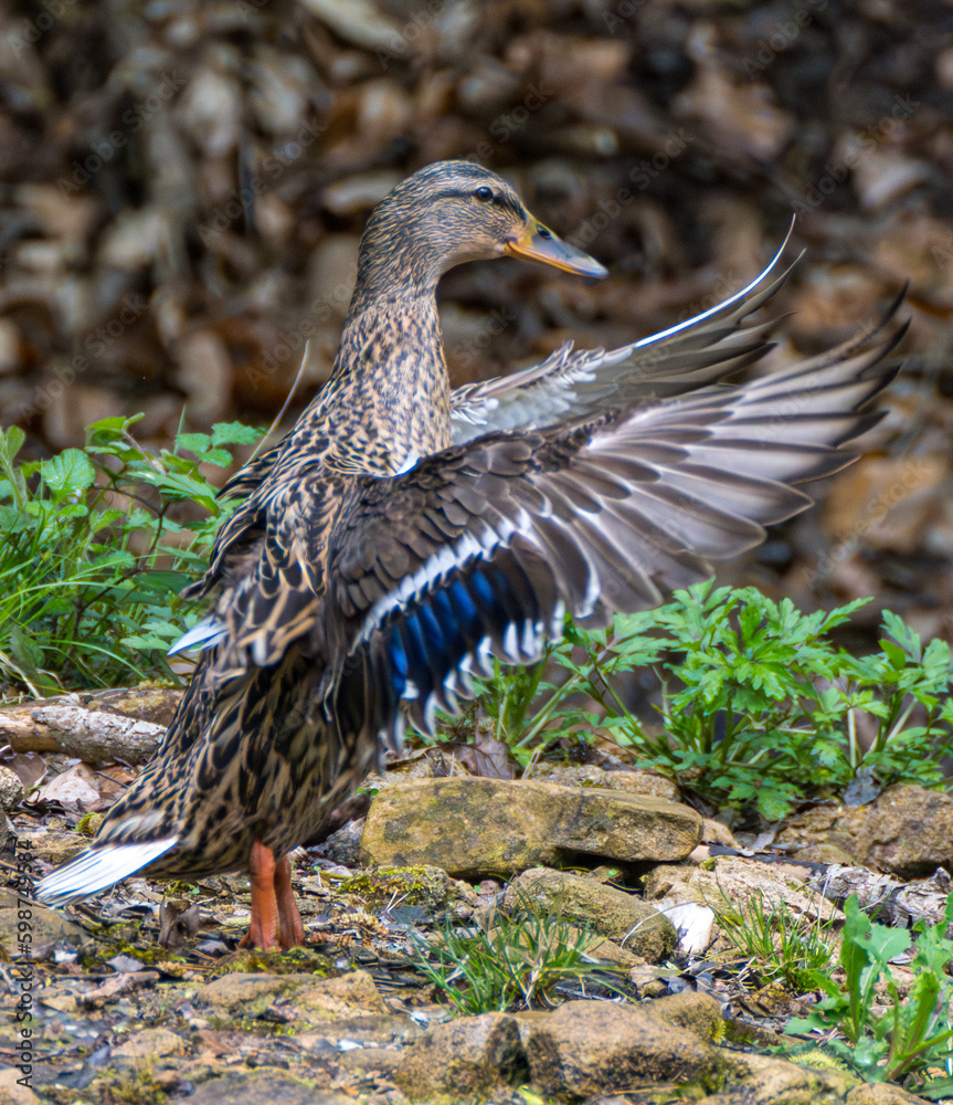 Fototapeta premium Mallard female with little ducklings in a living nature on the river on a sunny day. Breeding season in wild ducks. Mallard duck with a brood in a colorful spring place.