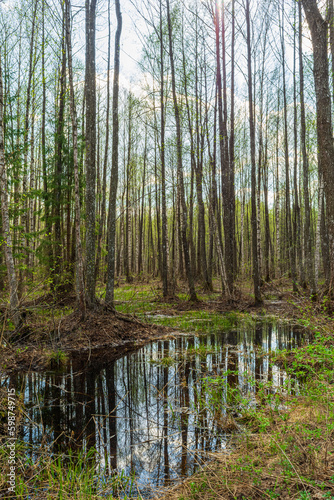 Spring swamp in a birch and aspen forest with dry grass and bumps in the water. Bumps and moss in a flooded forest swamp in early spring. Landscape of wild forest on a sunny day