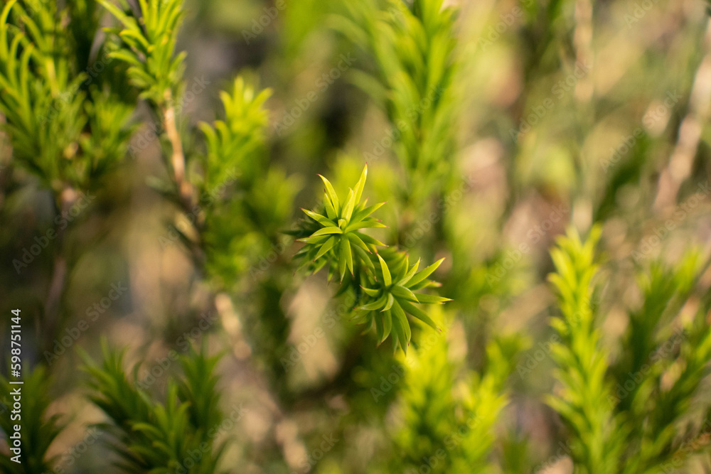 close up of green pine close up of green pine
