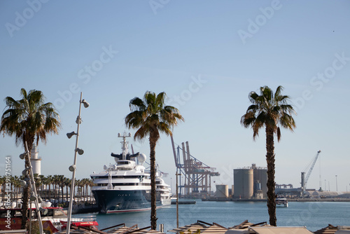 palms in the harbor