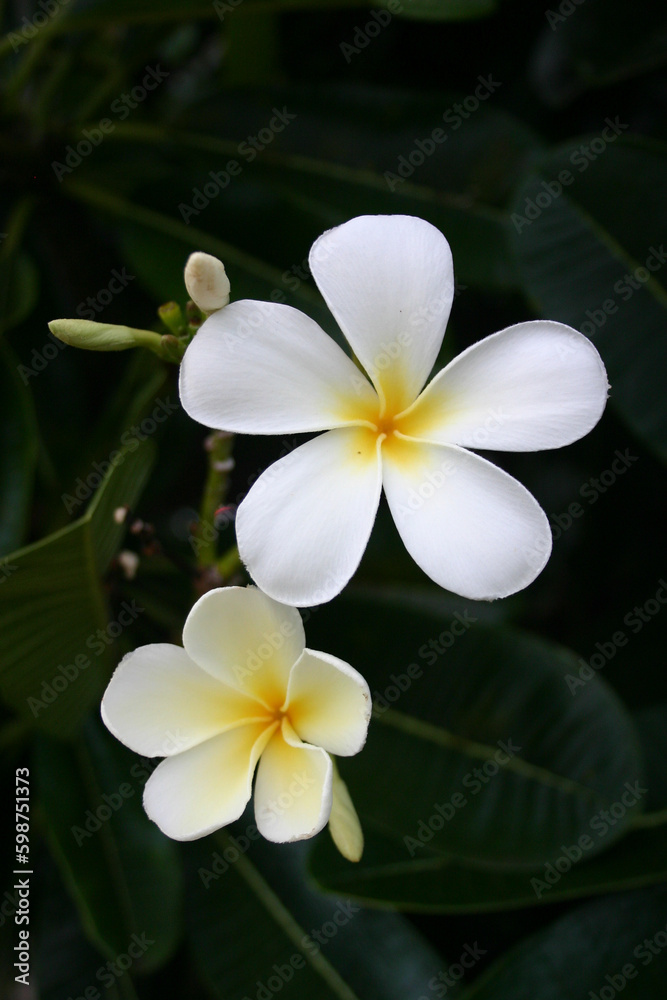 frangipani plumeria flower frangipani plumeria flower