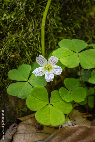 Tiny sorrel flower outdoors in nature.