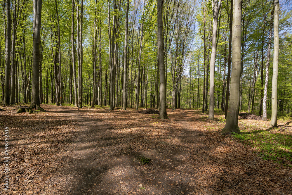 Obraz premium Paths in the forest between beech trees.