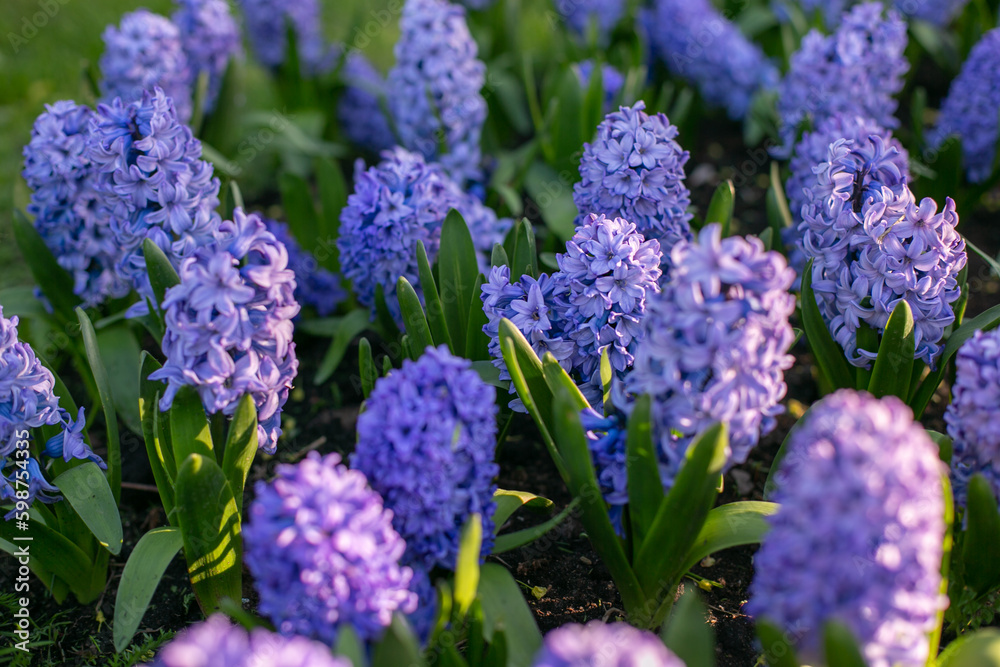 Group of blue hyacinths blooming in the garden. Group of blue hyacinths blooming in the garden.