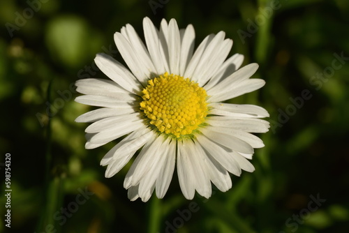 Daisy Closeup