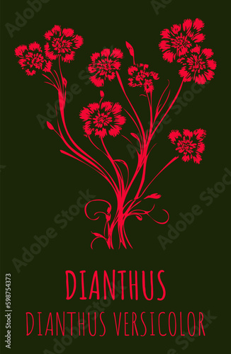 Vector illustration of field carnation. Hand drawn botanical illustration of Dianthus campestris. Generative AI.