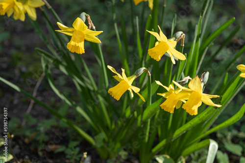 Fototapeta Naklejka Na Ścianę i Meble -  Daffodils Flowers Closeup, Yellow Narcissus, Early Spring Flowers with Selective Focus, Macro Photo Tulip Petals