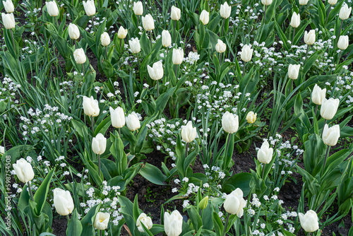 White Tulips Outdoor  Spring Tulipa Flowers Flowerbed  Light Tulip Petals and Buds