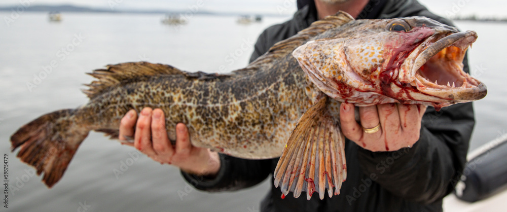 Ling cod fish held by fisherman in Puget Sound of Washington state