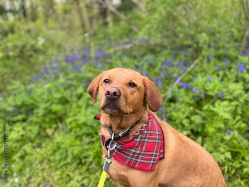 dog on grass