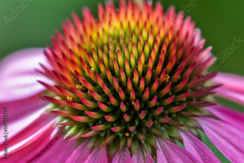 Macro of beautiful echinacea flower, pink petaled with celery green tips. AI generated content