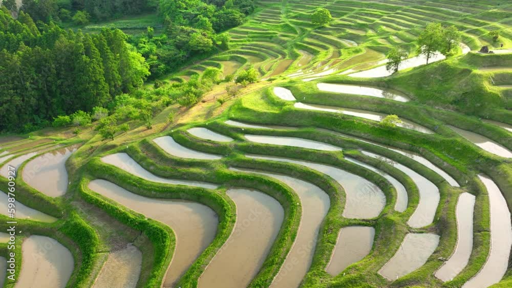 sustainable farming in Asia, aerial view of green terraced rice fields