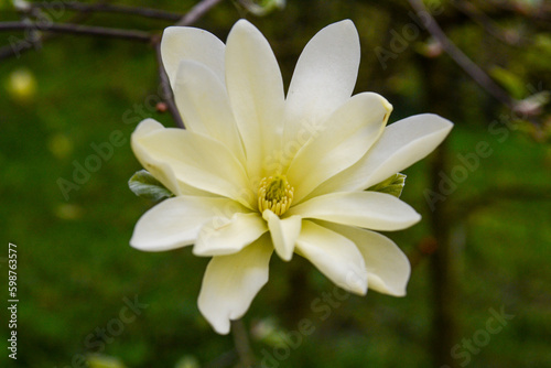 Magnolia  Gold Star