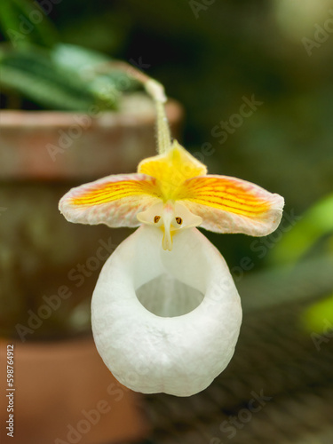 Close up photo of blooming Paphiopedilum micranthum. Beautiful orchid with white and yellow petals. photo