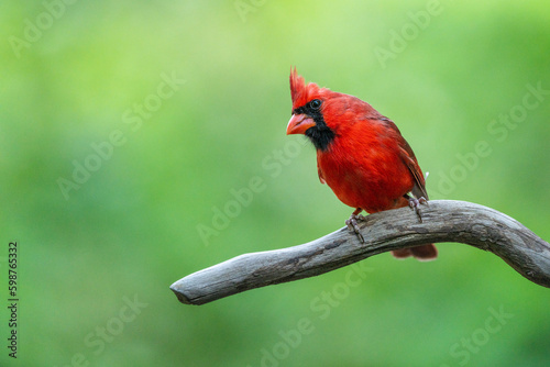 Northern cardinal © Gordon