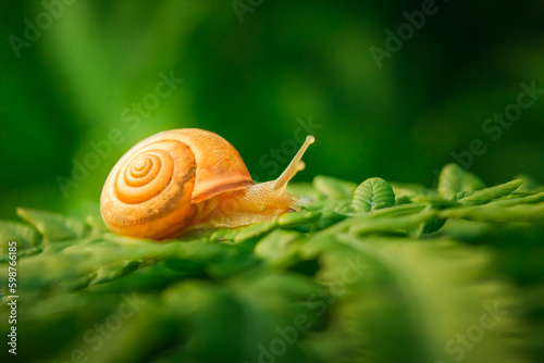 A cute snail crawls on a green plant in macro