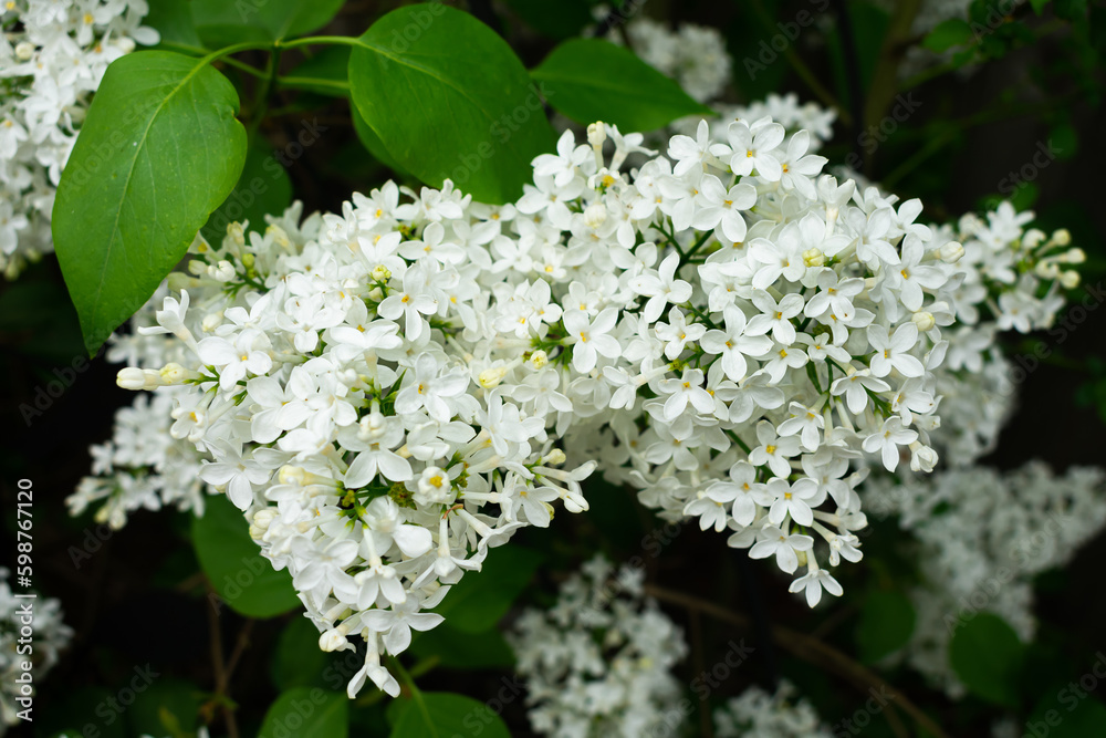 A white Canadian lilac tree with fully opened blossoms against a green background A white Canadian lilac tree with fully opened blossoms against a green background