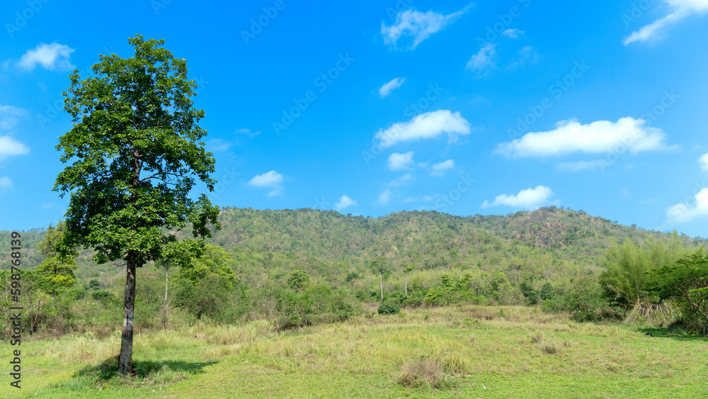 Landsape nature background of big tree on the green grass hill. Background of the forest and the great high mountains. Under blue sky and white clouds.