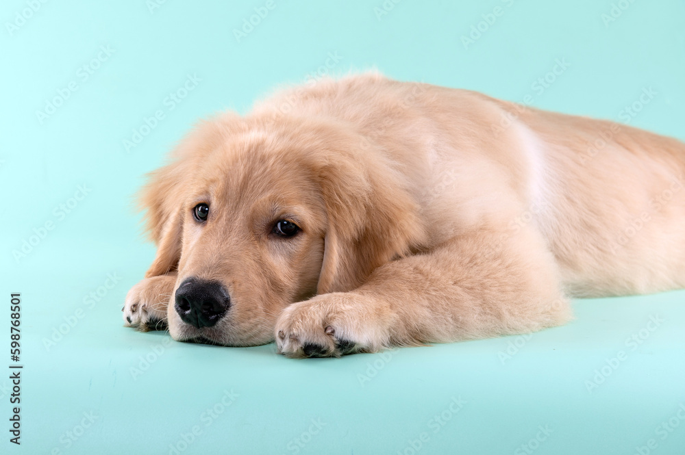Golden retriever puppy dog posing in the studio by a light blue background Golden retriever puppy dog posing in the studio by a light blue background