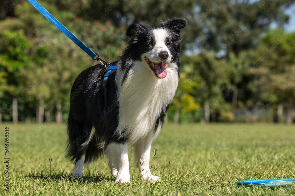 Border Collie dog on the leash at the park sticking out the tongue posing on the grass 