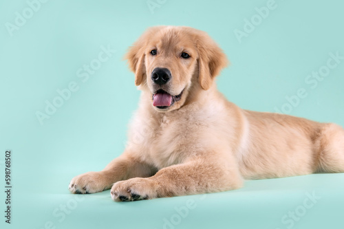Fotografía Golden retriever puppy dog posing in the studio by a light blue background