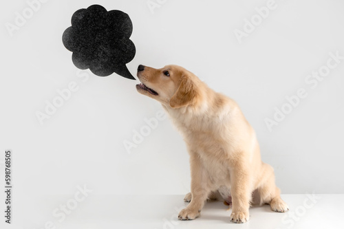 Labrador Retriever dog posing in the studio barking and a black thought bubble 