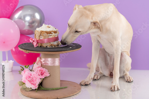 Mixed breed dog in the studio wearing pink birthday hat eating a cake and a party decoration in pink photo