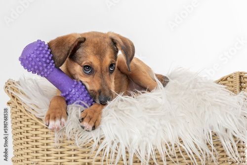 Little mixed breed puppy dog inside a basket playing and chewing a purple toy 
