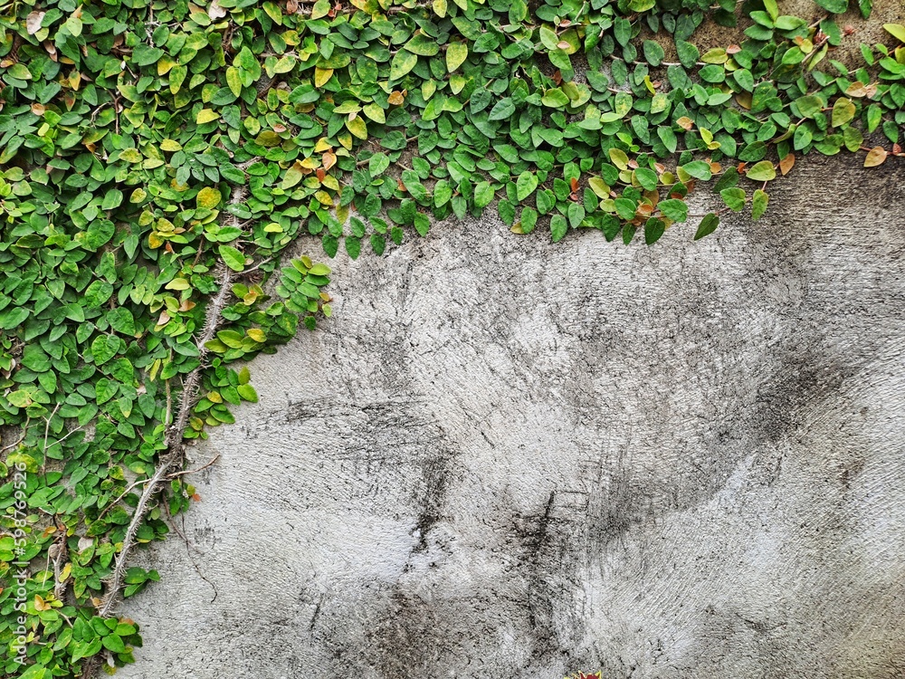 Concrete wall with ornamental plants or ivy or garden tree. Concrete wall with ornamental plants or ivy or garden tree.