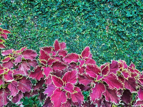 Red Leaves of Culeus as a Background photo