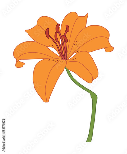 Hand drawn illustration painting of white calla flower. The calla flower is often used in gift bouquets.