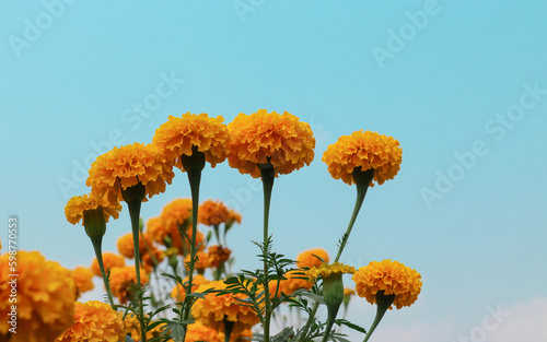 Orange flower field(marigold flower)in summer day with beautiful sky