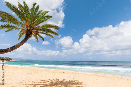 Palm tree on the beach. Seascape with palm trees and blue sky