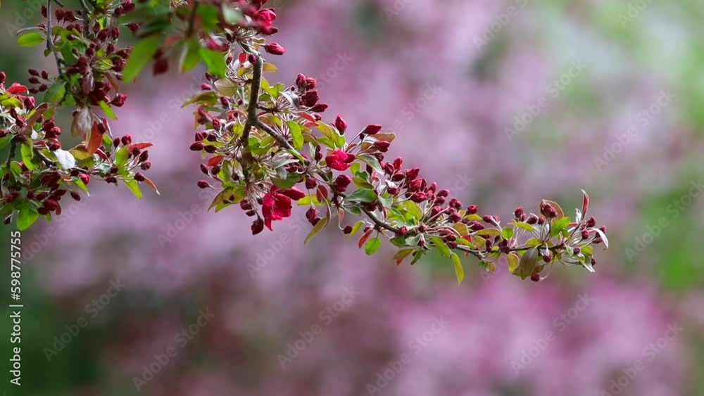 Japanese quince flowers booming in springtime, New England, USA