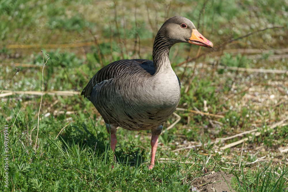 The greylag goose or graylag goose (Anser anser) on a green lawn.