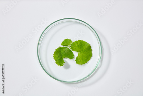 Template for branding cosmetics from gotu kola ingredient - Glass petri dish with gotu kola leaves on white background. Top view, flat lay. Natural extract