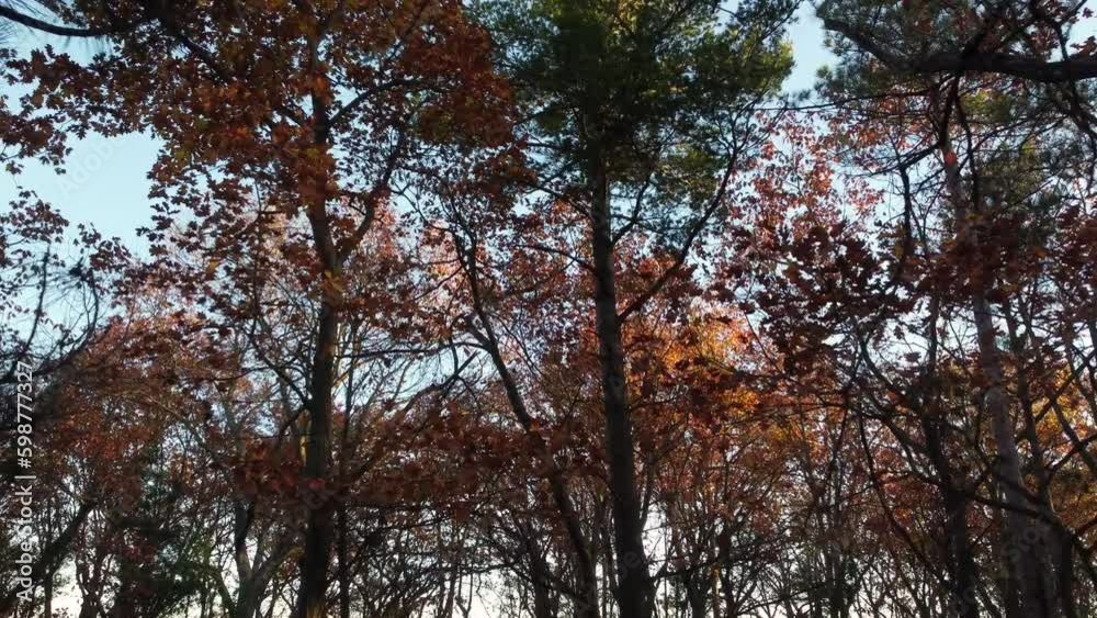 Drone flight that starts at the bottom of an autumn forest and rises through the branches to above the treetops in the sky. Drone flight that starts at the bottom of an autumn forest and rises through the branches to above the treetops in the sky.