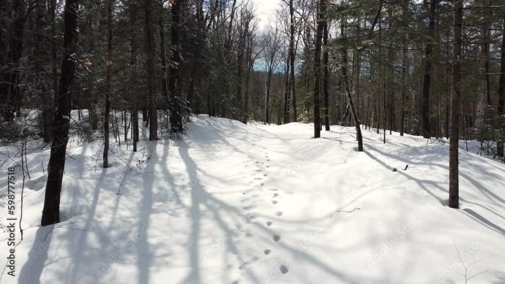 Dolly along calm forest with fresh tracks in snow, bare trees no leaves Dolly along calm forest with fresh tracks in snow, bare trees no leaves