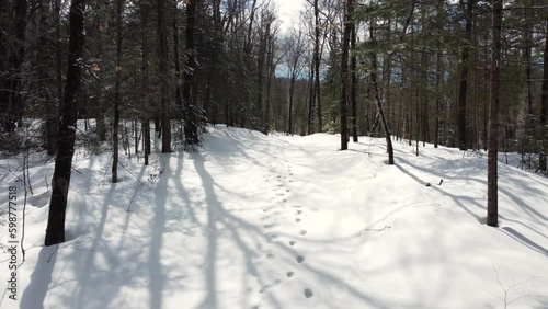 Wallpaper Mural Dolly along calm forest with fresh tracks in snow, bare trees no leaves Torontodigital.ca